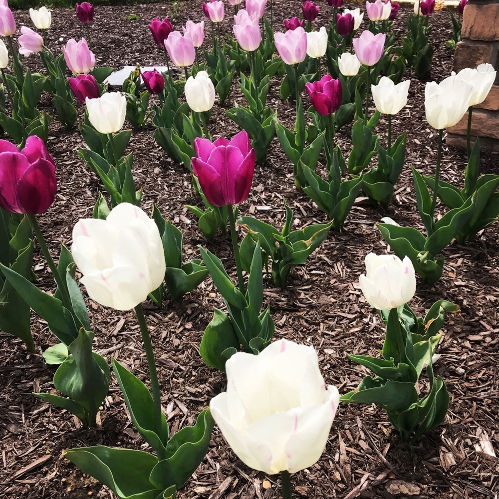 Meet your Posher, Renee